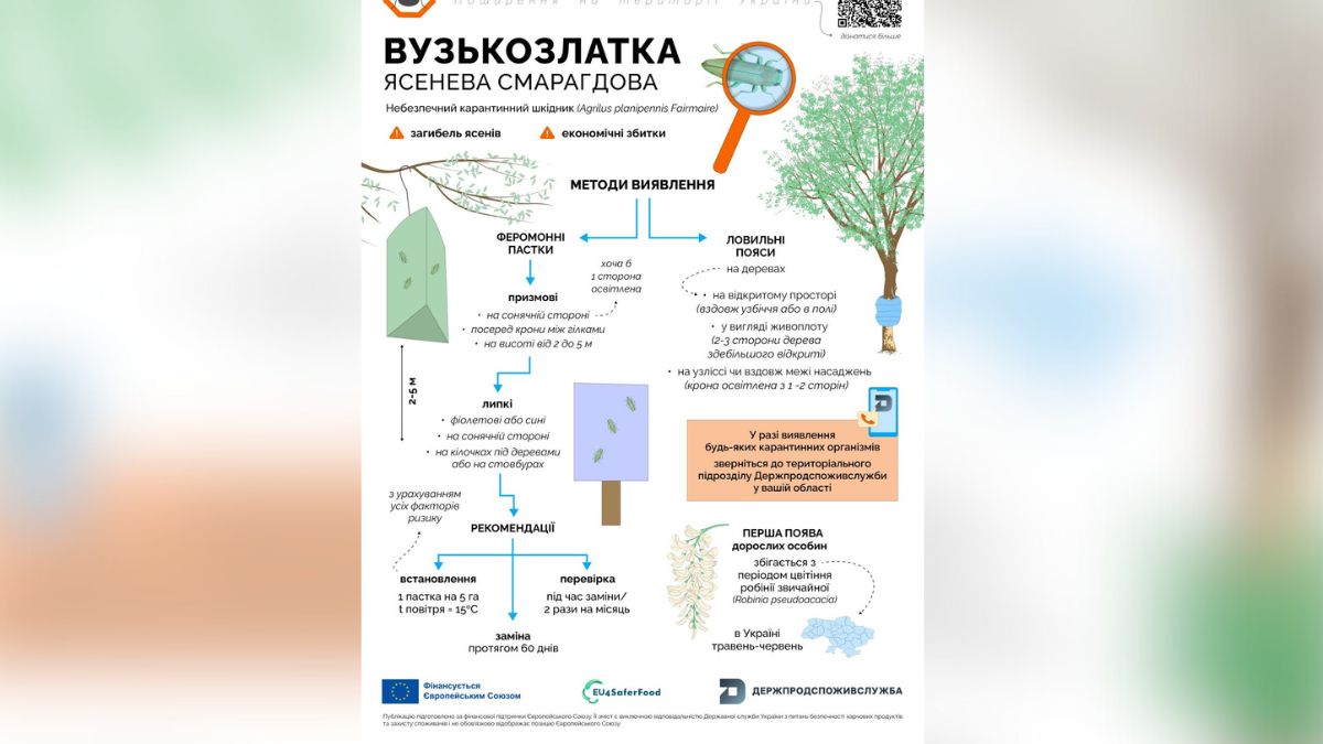 Небезпечна комаха на Прикарпатті