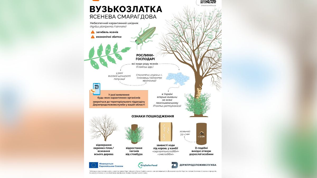 Небезпечна комаха на Прикарпатті