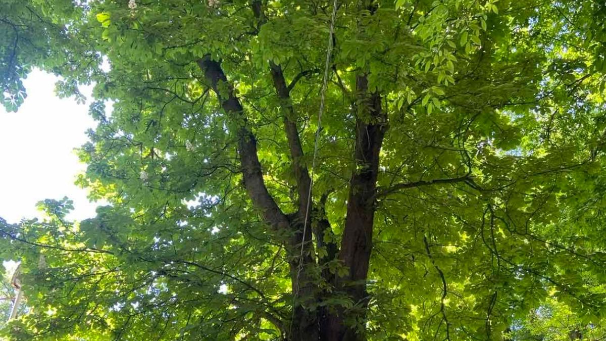 Сторічні каштани у Галичі