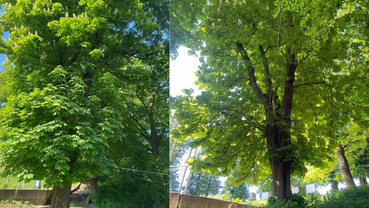 Сторічні каштани у Галичі