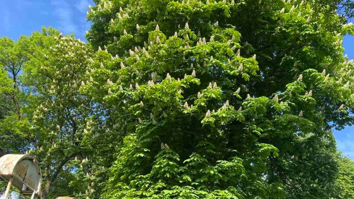 Сторічні каштани у Галичі