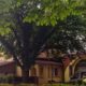 Обрізка дерев в Івано-Франківську