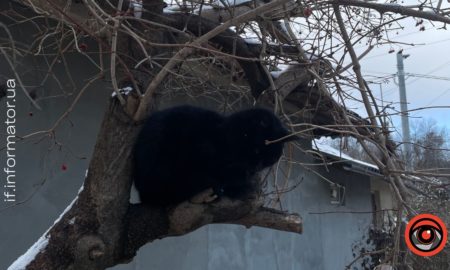 Тваринки шукають дім