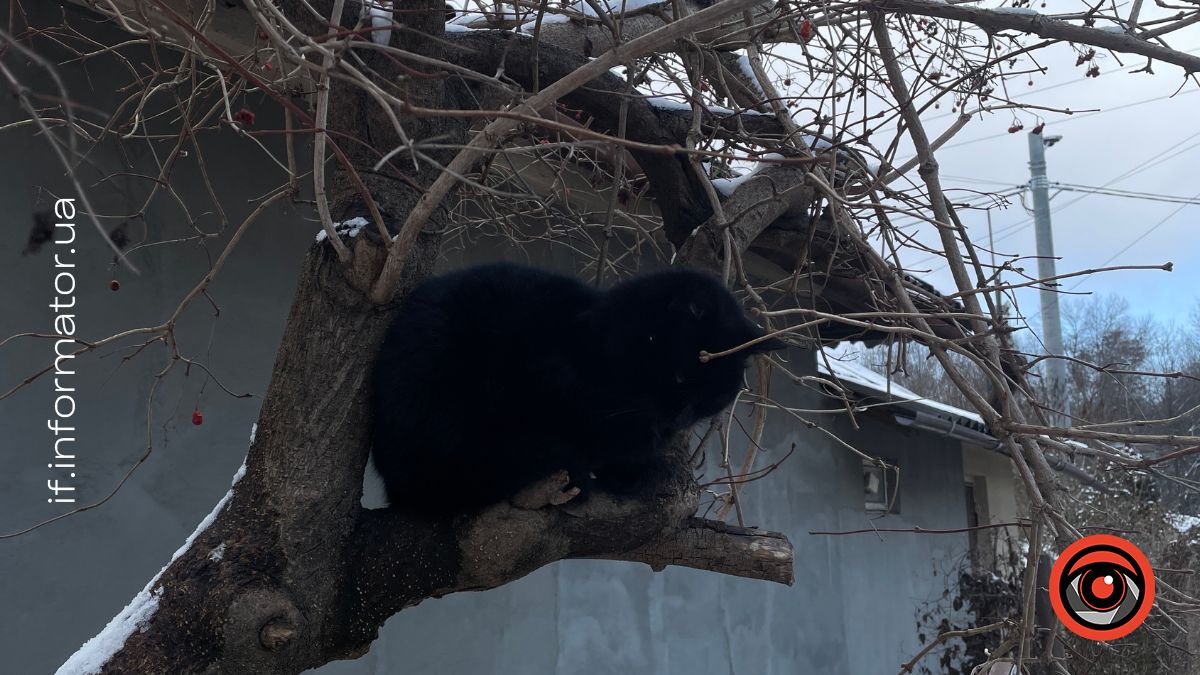 Тваринки шукають дім