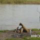 Безпечне купання в річці
