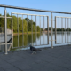 Голуб біля міського озера