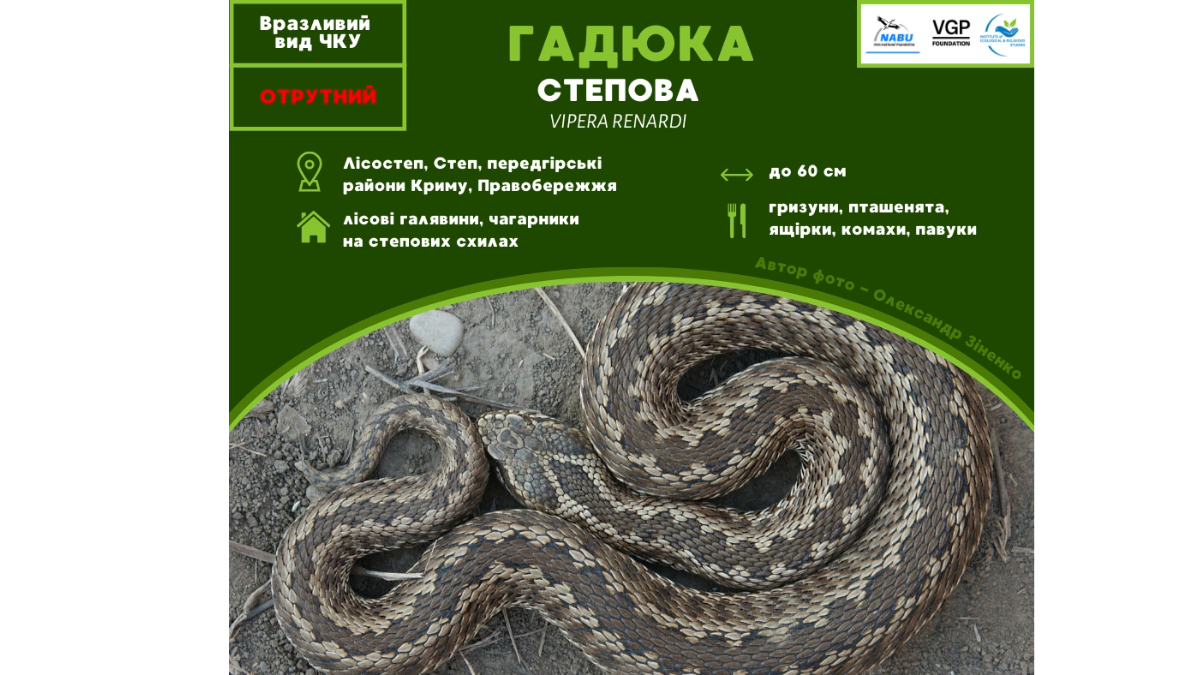 Єдина отруйна змія в Україні 