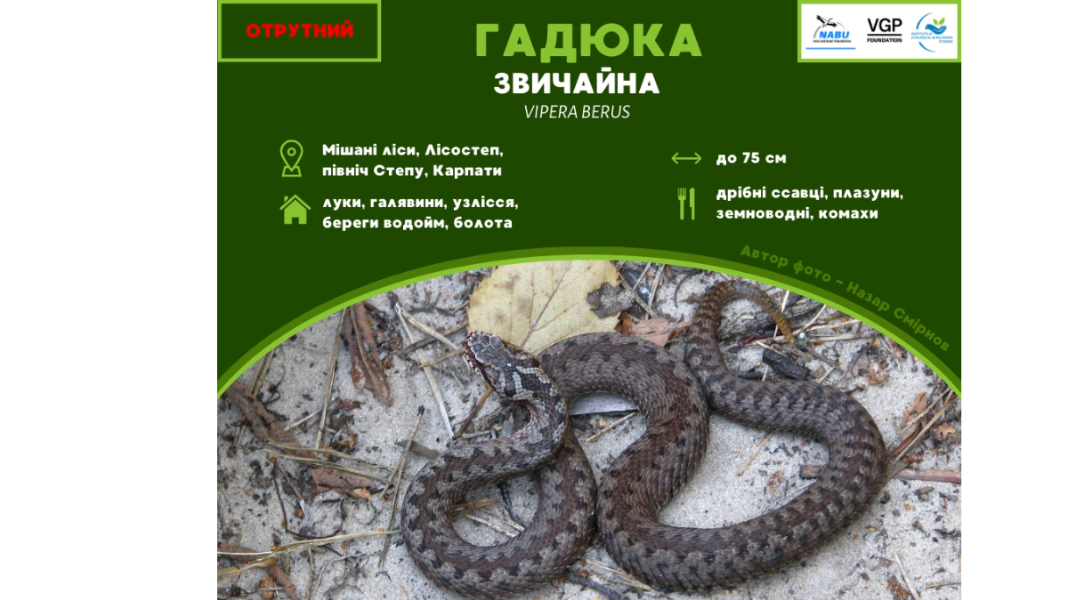 Єдина отруйна змія в Україні 