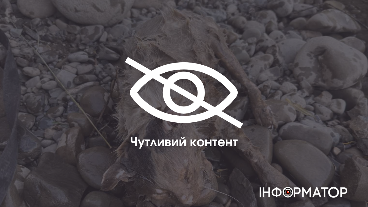 У Мирному біля річки знайшли мішок з мертвою кішкою та каменем: поліція розпочала перевірку