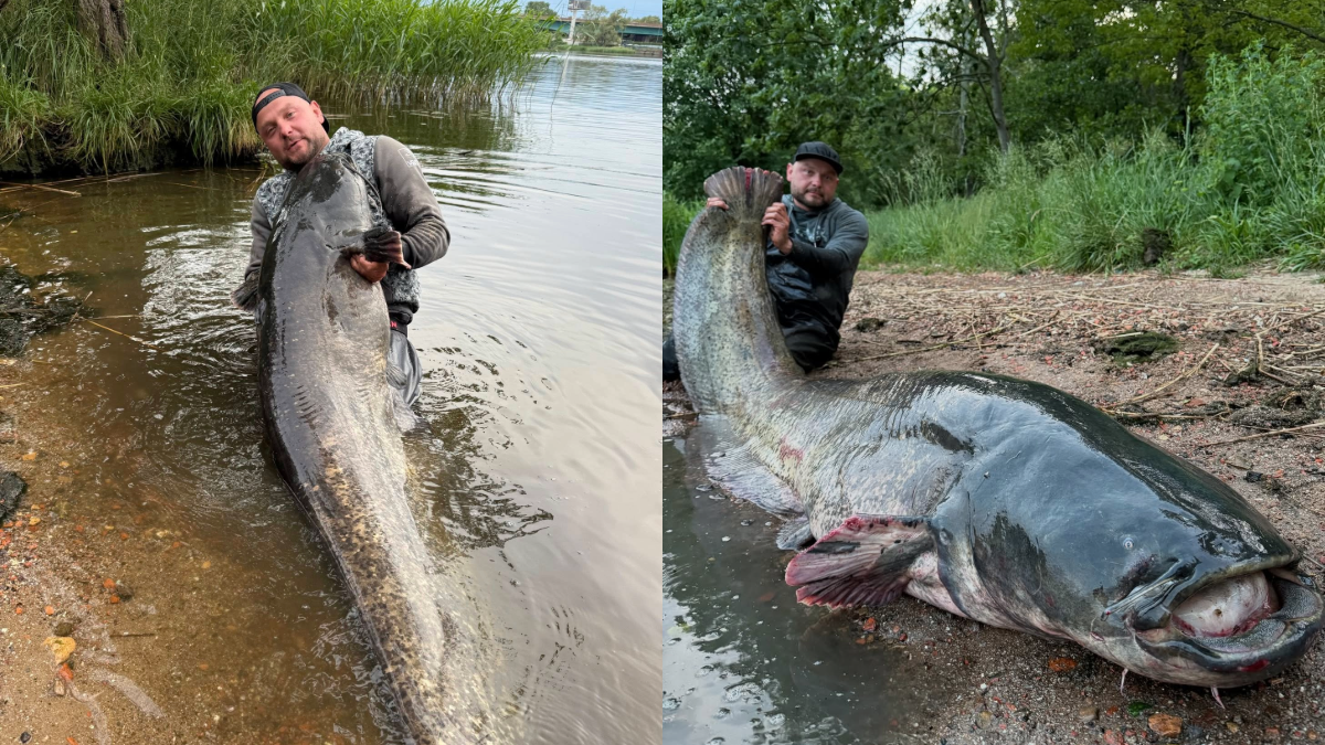 Сом в річці Одра