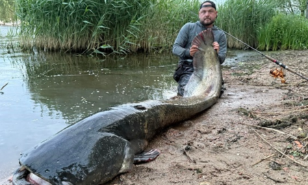 Сом в річці Одра