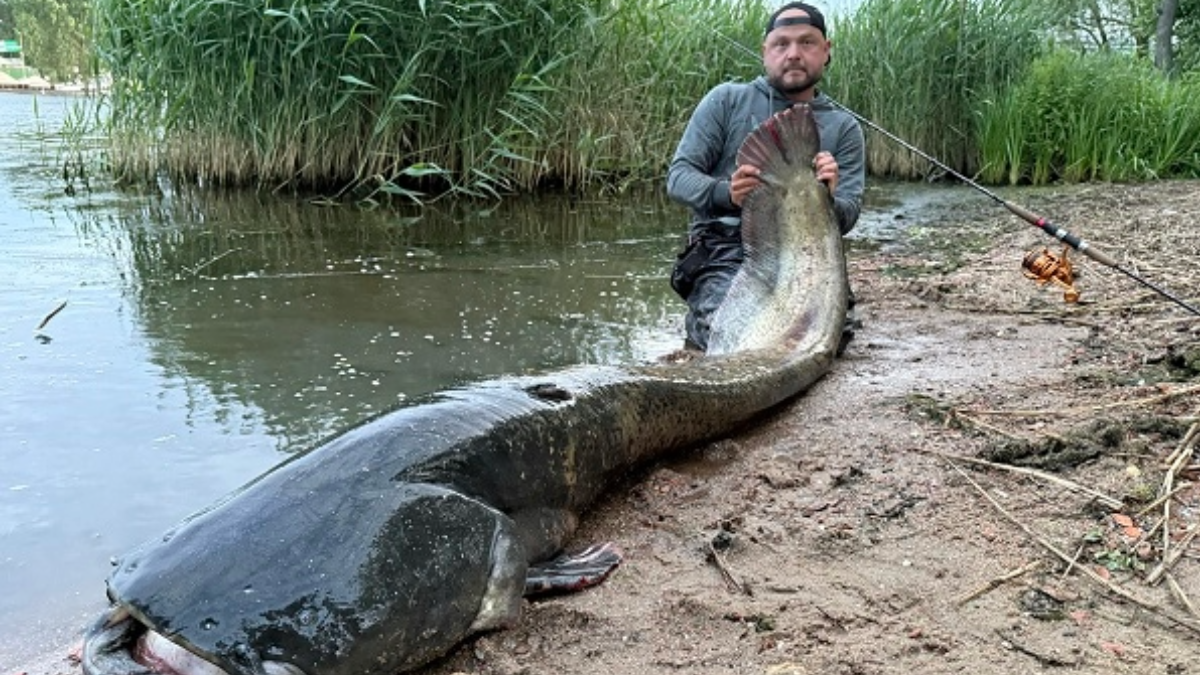 Сом в річці Одра