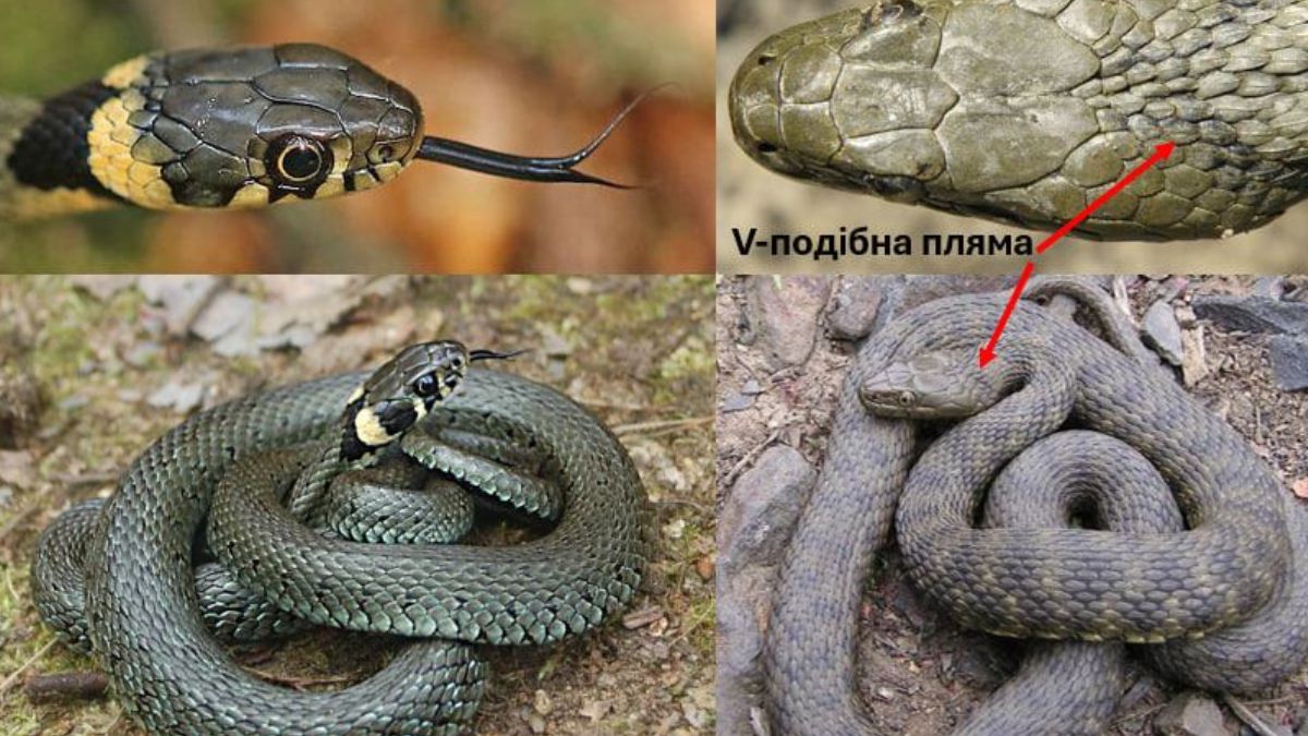 Вужі на Прикарпатті