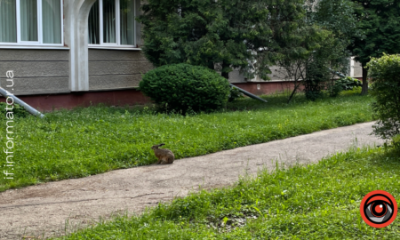 Заєць у Франківську