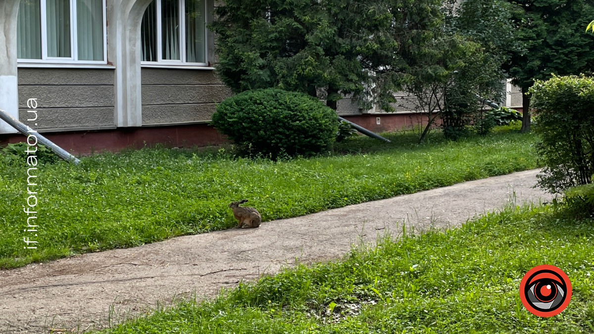 Заєць у Франківську