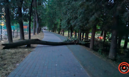 Зірване дерево