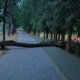 Зірване дерево