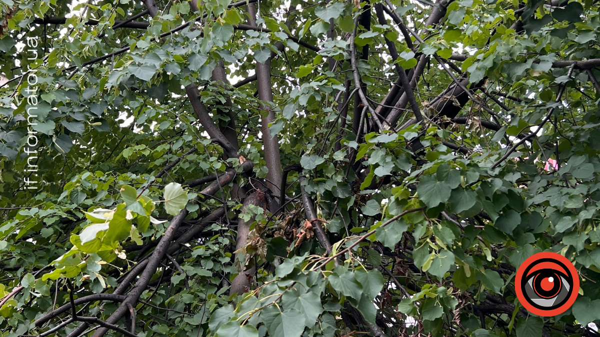 На вул. Незалежності попадали дерева. Фото: очевидці