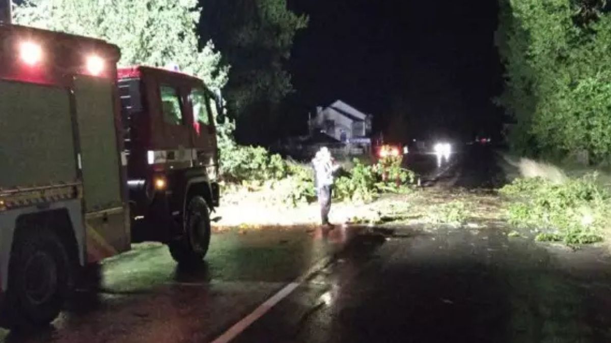Повалені дерева на Прикарпатті 