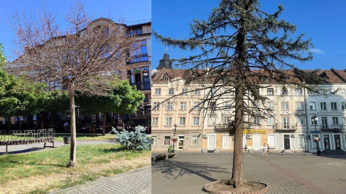 Обрізка дерев біля Ратуші