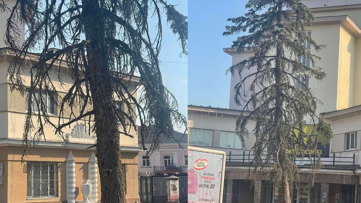 Обрізка дерев біля Ратуші