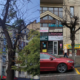 3 липня в Івано-Франківську комунальні служби проводитимуть зрізку сухих дерев