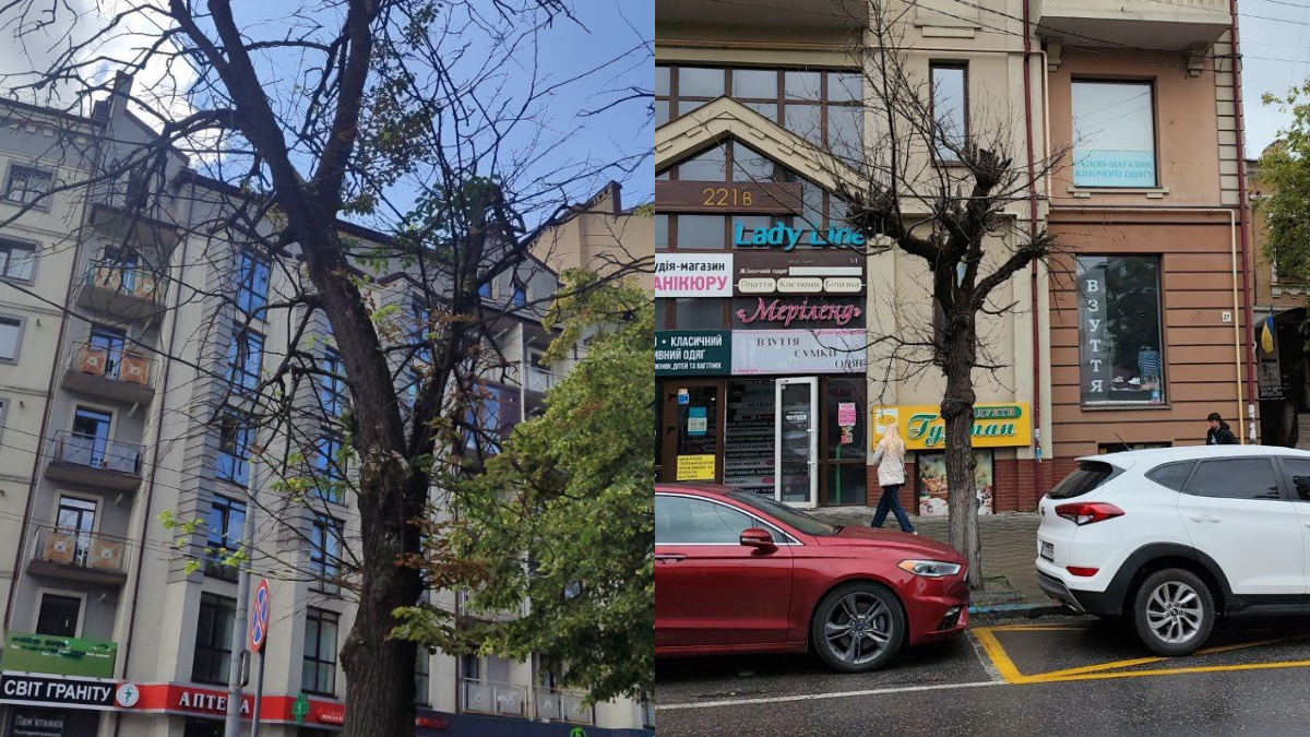 3 липня в Івано-Франківську комунальні служби проводитимуть зрізку сухих дерев