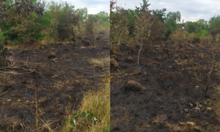 Днями в Івано-Франківську в районі Німецького озера сталася пожежа трави. Внаслідок загоряння постраждали молоді яблуньки