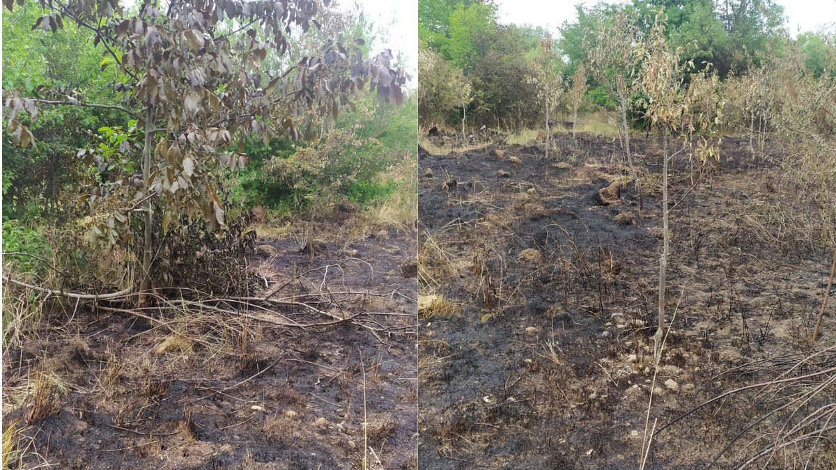Днями в Івано-Франківську в районі Німецького озера сталася пожежа трави. Внаслідок загоряння постраждали молоді яблуньки