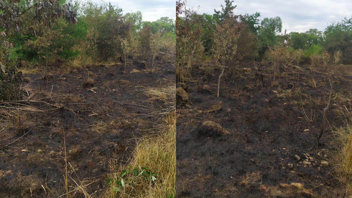 Днями в Івано-Франківську в районі Німецького озера сталася пожежа трави. Внаслідок загоряння постраждали молоді яблуньки