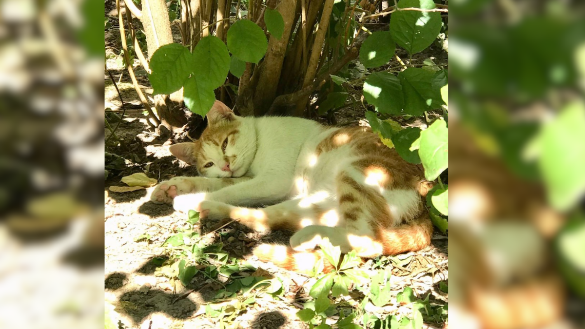 Котик