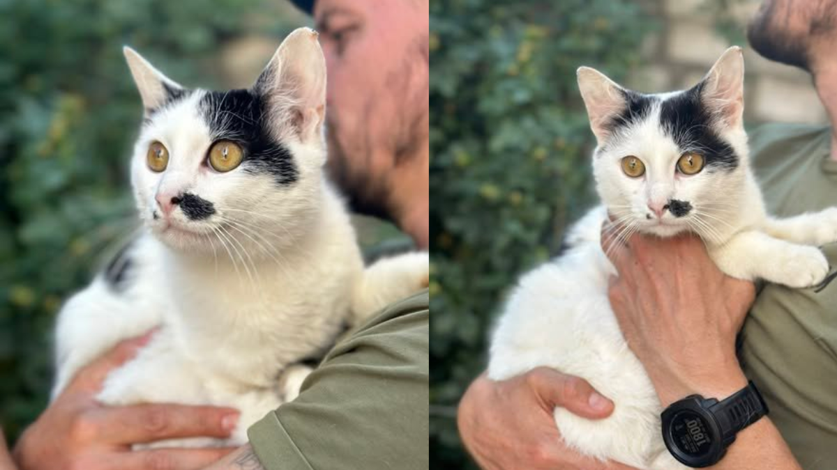 Котик Плямчик