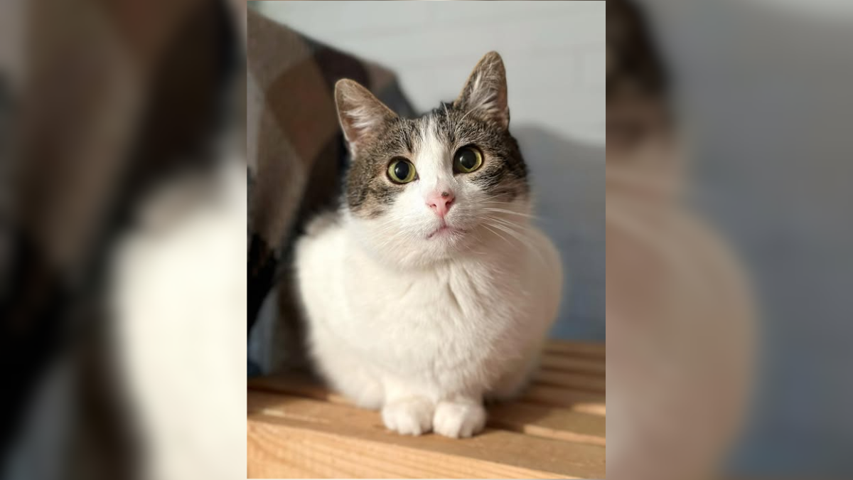 Котик Біллі