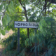 чорнолізці