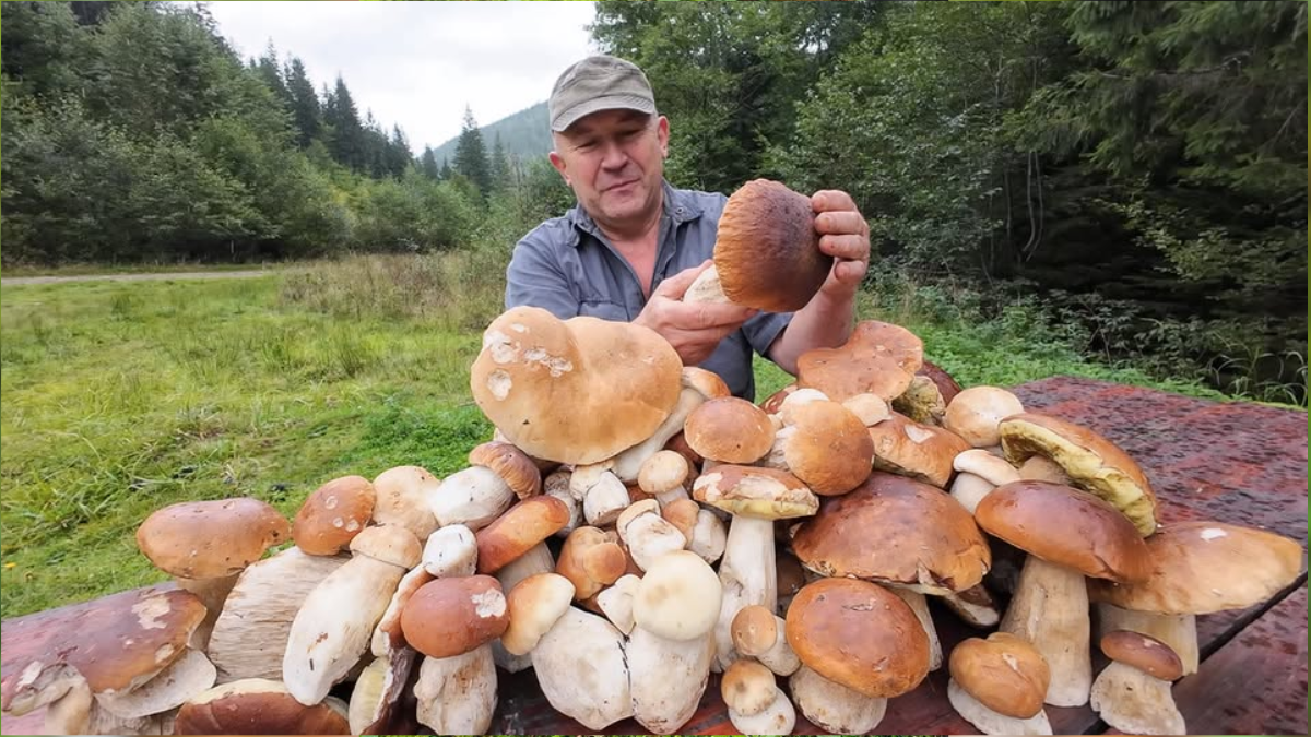 гриби