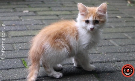кошеня