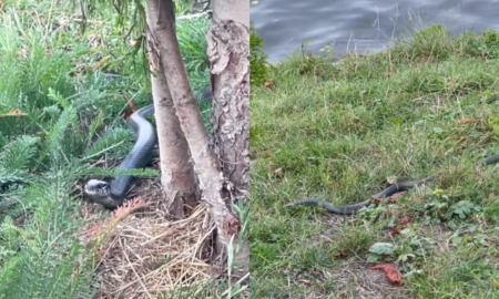 В Івано-Франківську мешканець міста зняв на відео плазуна, який повз біля озера.