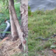 В Івано-Франківську мешканець міста зняв на відео плазуна, який повз біля озера.