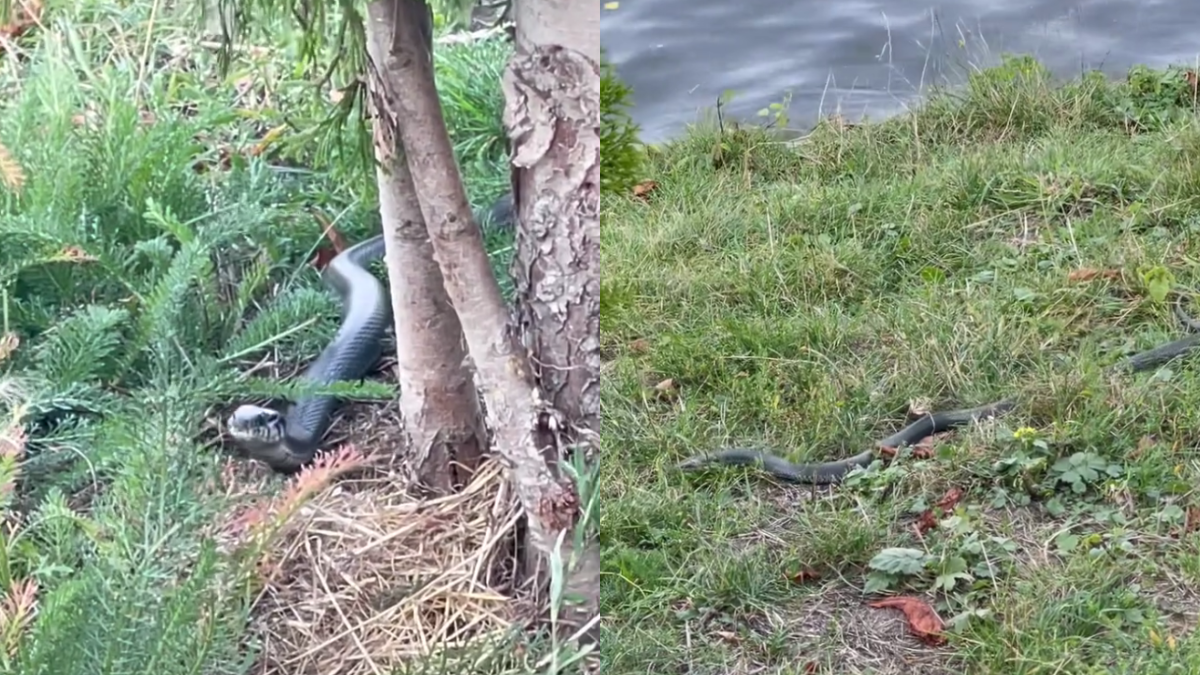 В Івано-Франківську мешканець міста зняв на відео плазуна, який повз біля озера.