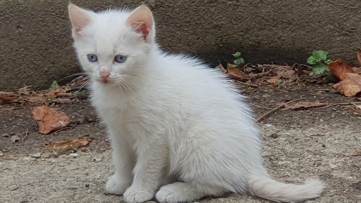біле кошеня