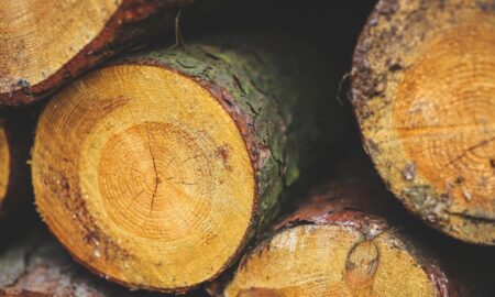 Інспектор Укртрансбезпеки збирав хабарі за перевезення лісопродукції: суд призначив штраф