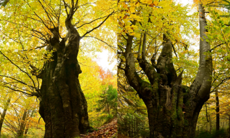 У Надвірнянському районі зростає дерево з дванадцятьма стовбурами