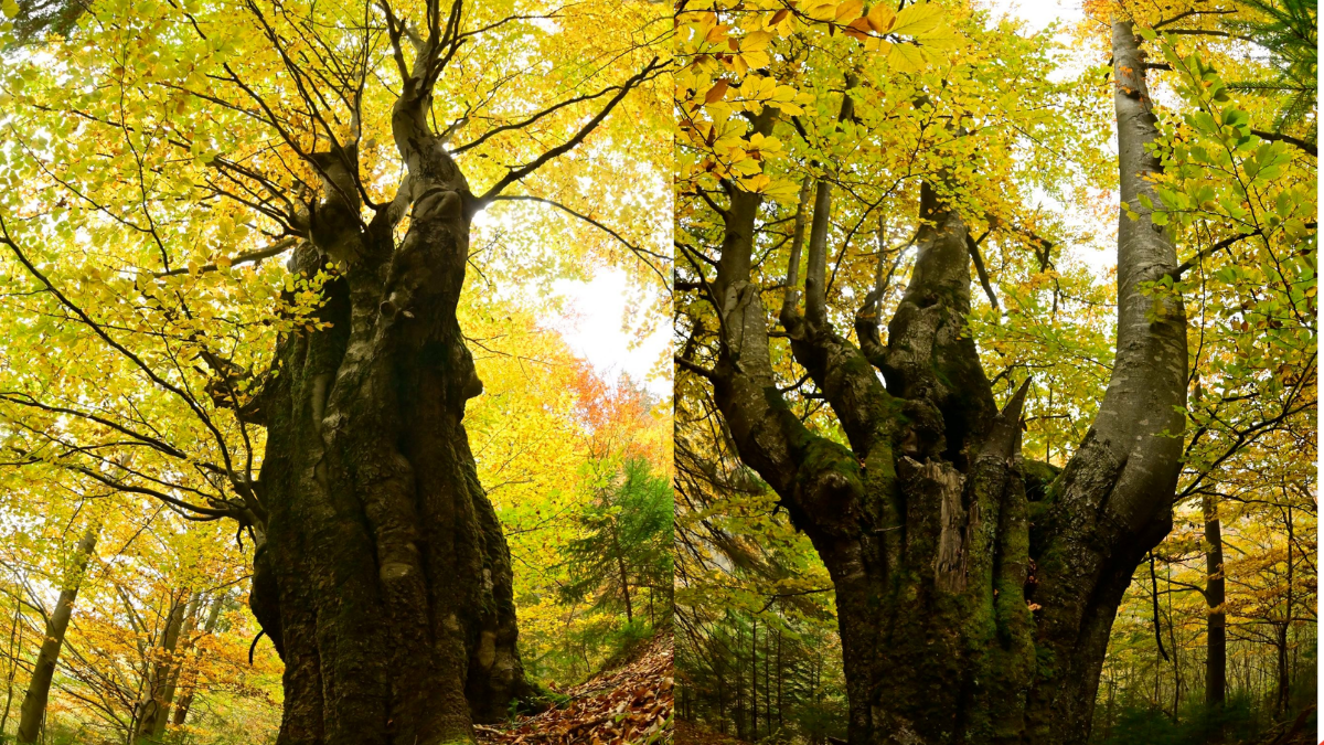 У Надвірнянському районі зростає дерево з дванадцятьма стовбурами