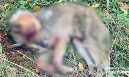 запобіжний захід