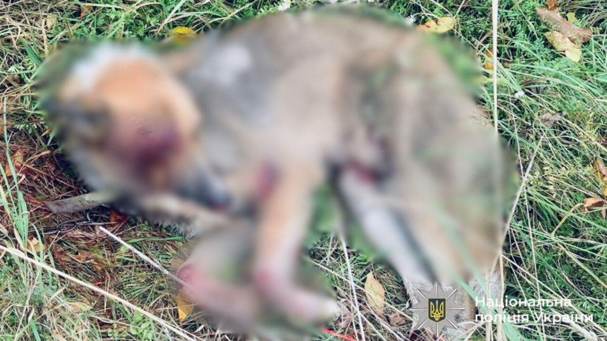 На Прикарпатті 59-річний чоловік прив’язав собаку ланцюгом до автомобіля та тягнув її дорогою