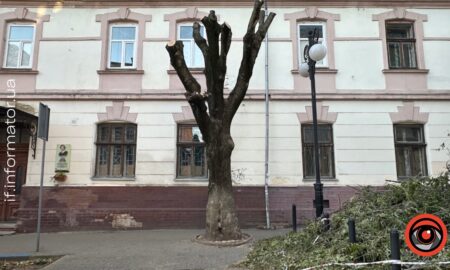 У Франківську на вулиці Низовій обрізали дерева: яка причина?