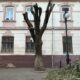 У Франківську на вулиці Низовій обрізали дерева: яка причина?