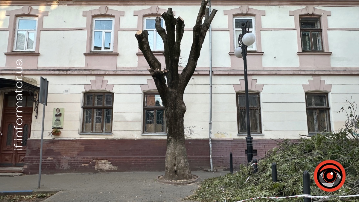У Франківську на вулиці Низовій обрізали дерева: яка причина?