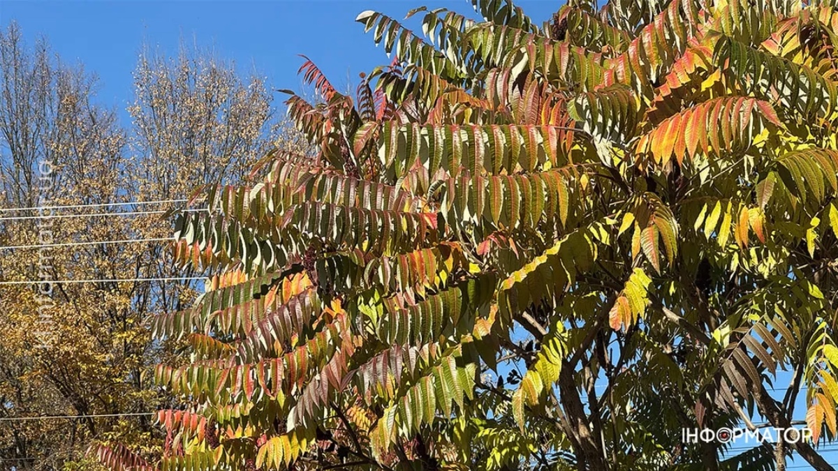 Коломия восени