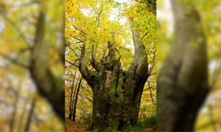 бук 12 місяців